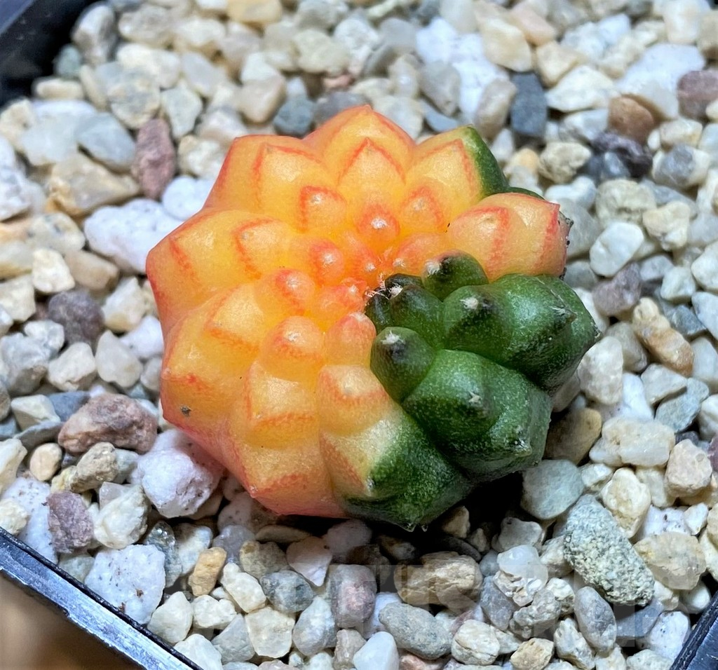 SHPR39116 Gymnocalycium mihanovichii 'Inermis' f. variegata