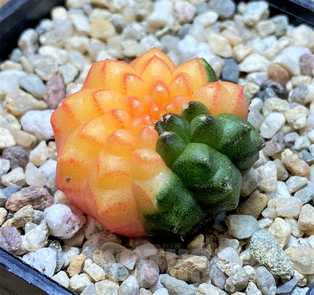 SHPR39116 Gymnocalycium mihanovichii 'Inermis' f. variegata - Image 2