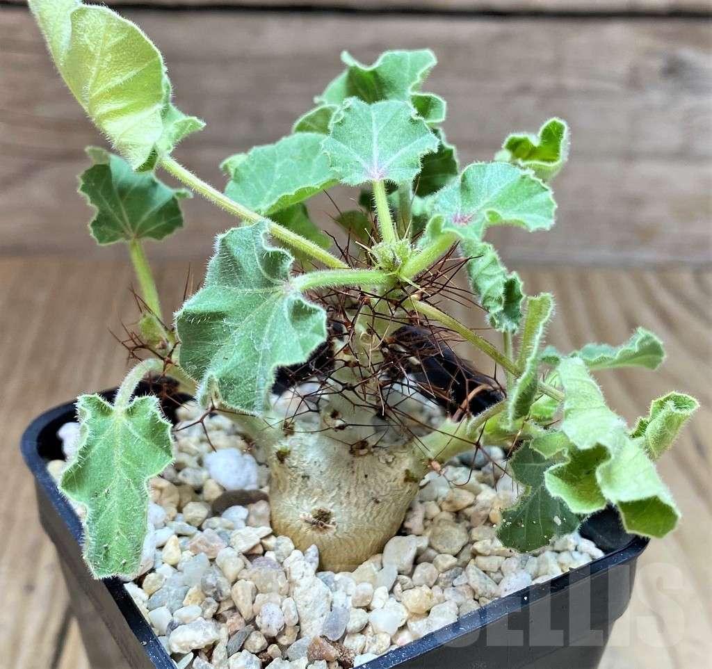 SHPR39102 Jatropha marginata