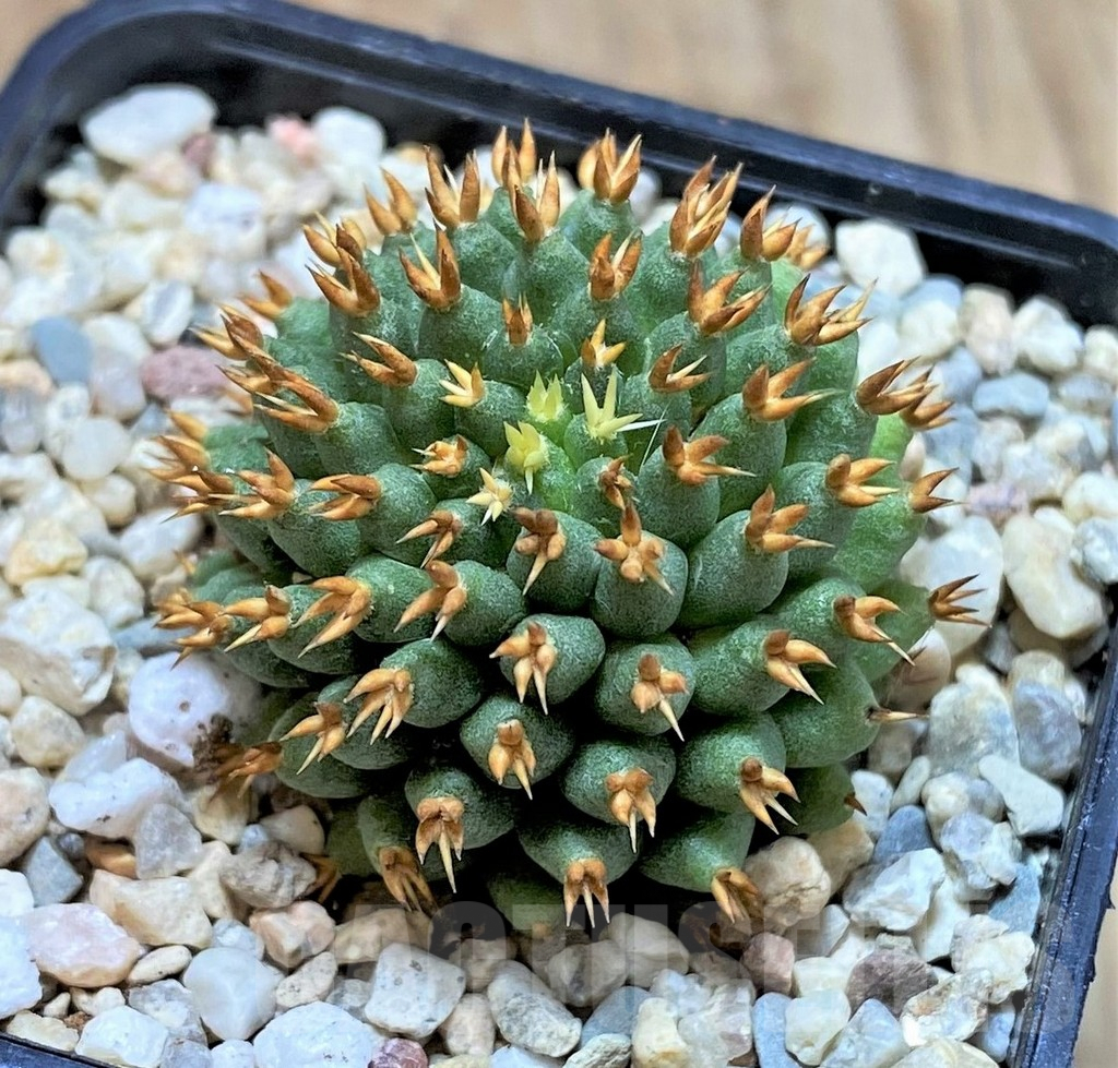 SHPR39204 Mammillaria camptotricha ‘Bru’