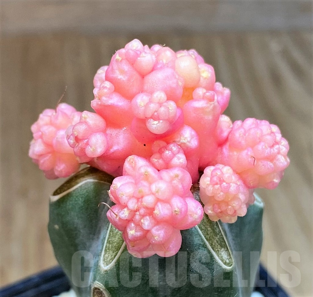 SHPR39238 Gymnocalcium mihanovichii 'Transformer' f. variegata, grafted - Зображення 2