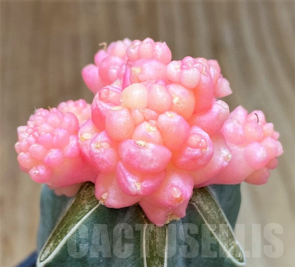 SHPR39238 Gymnocalcium mihanovichii 'Transformer' f. variegata, grafted