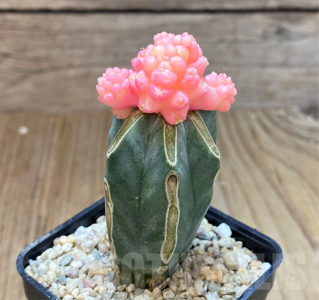 SHPR39238 Gymnocalcium mihanovichii 'Transformer' f. variegata, grafted - Зображення 3