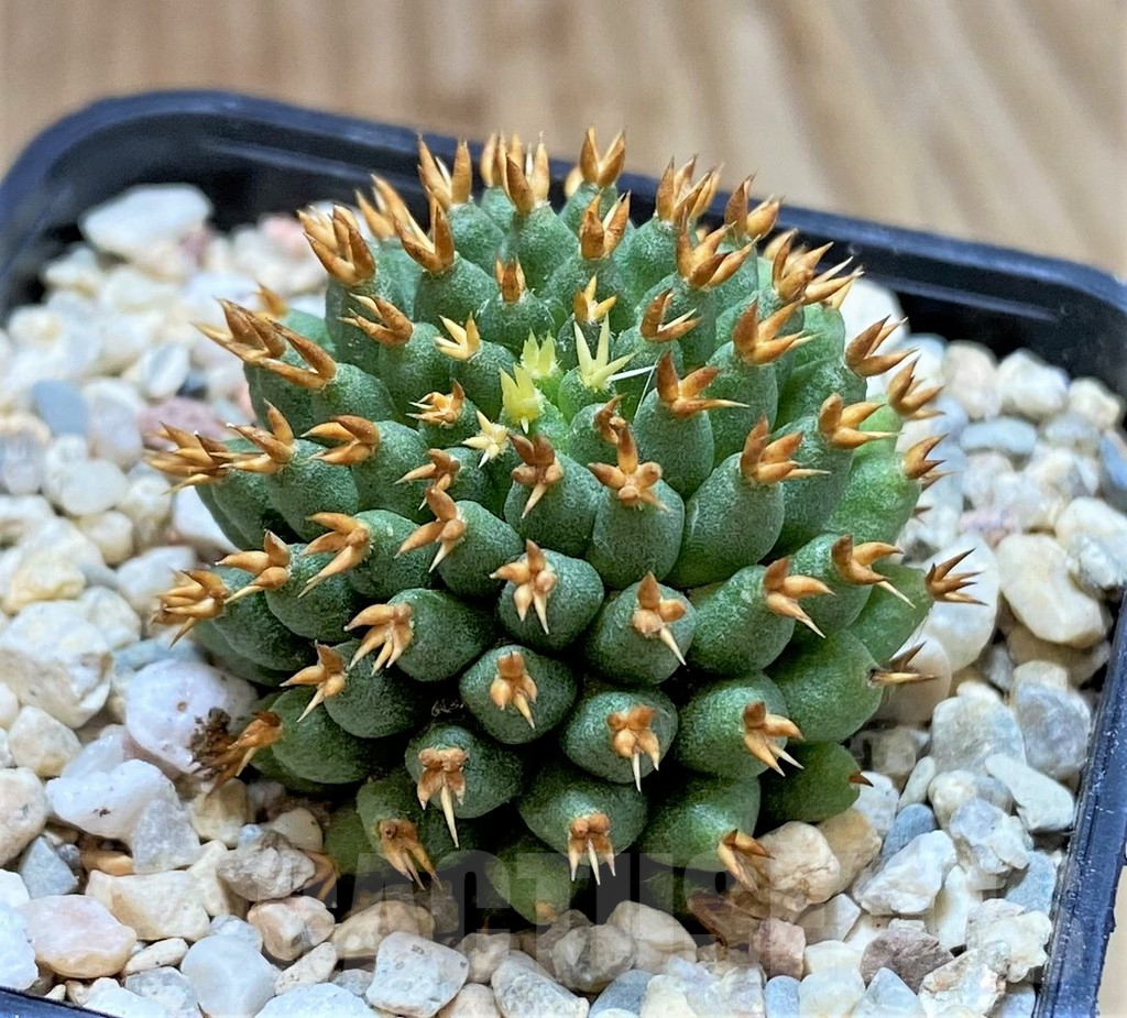 SHPR39204 Mammillaria camptotricha ‘Bru’ - 画像 (2)