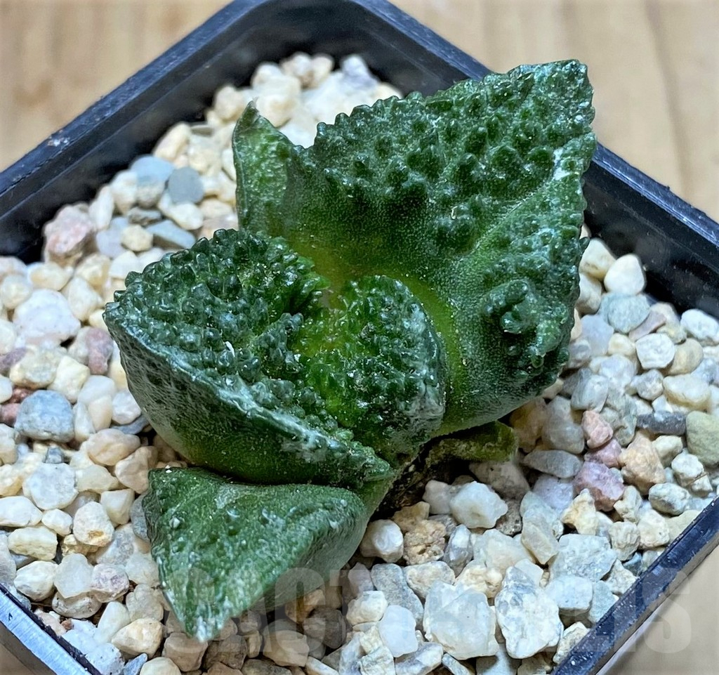 SHPR39240 Ariocarpus fissuratus 'Godzilla', seedling