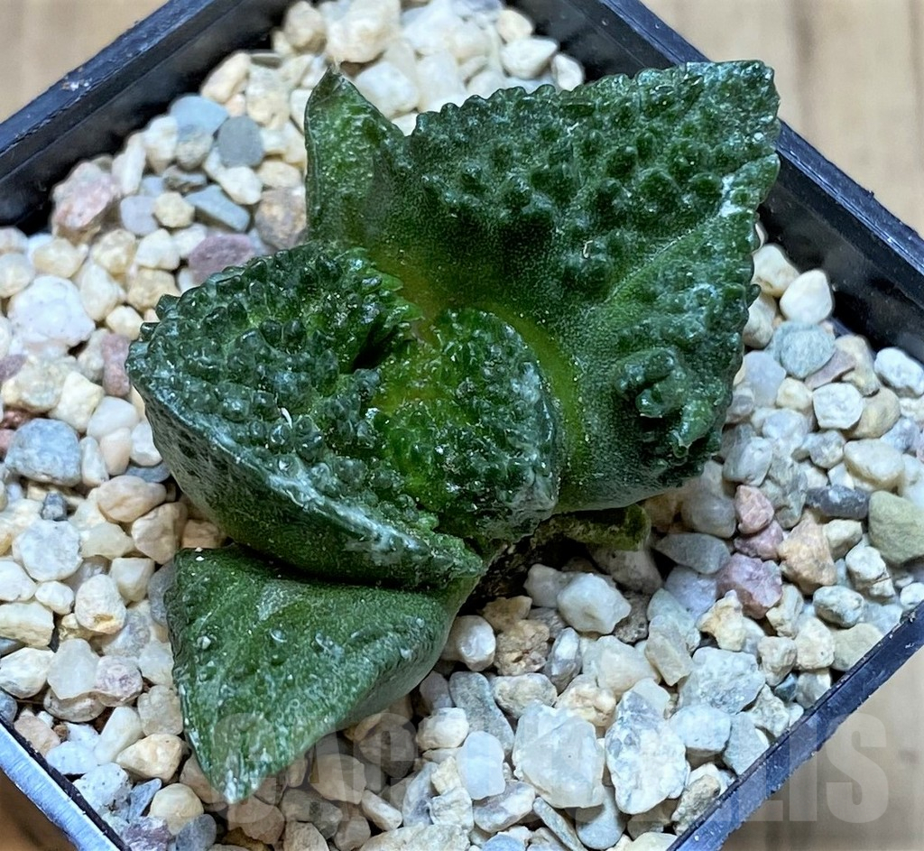 SHPR39240 Ariocarpus fissuratus 'Godzilla', seedling - Зображення 2