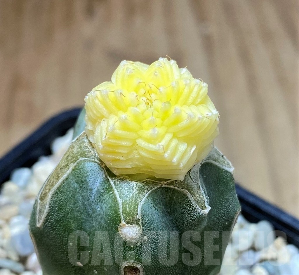 SHPR39242 Aztekium valdezii f. variegata, grafted