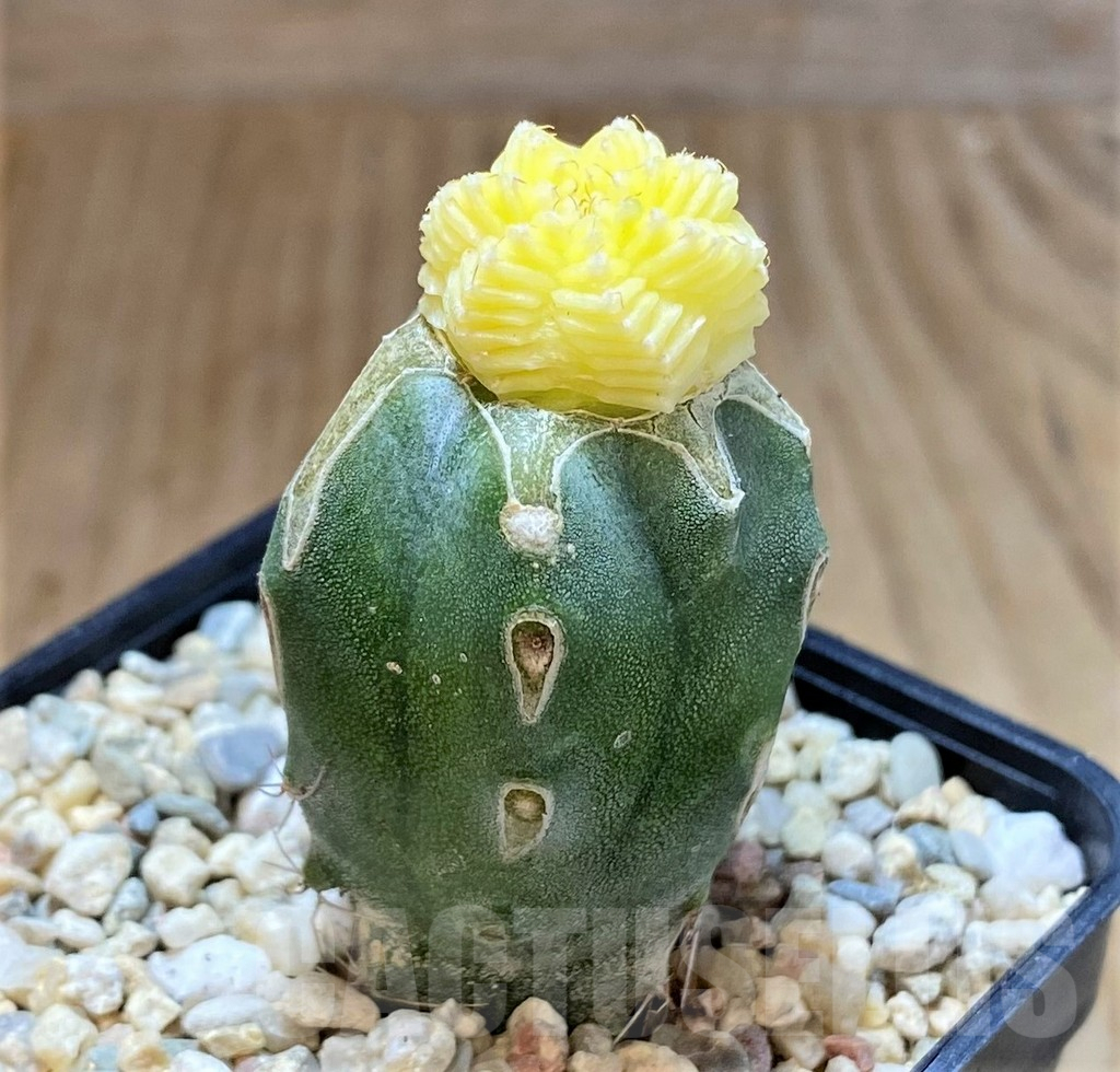 SHPR39242 Aztekium valdezii f. variegata, grafted - Зображення 2