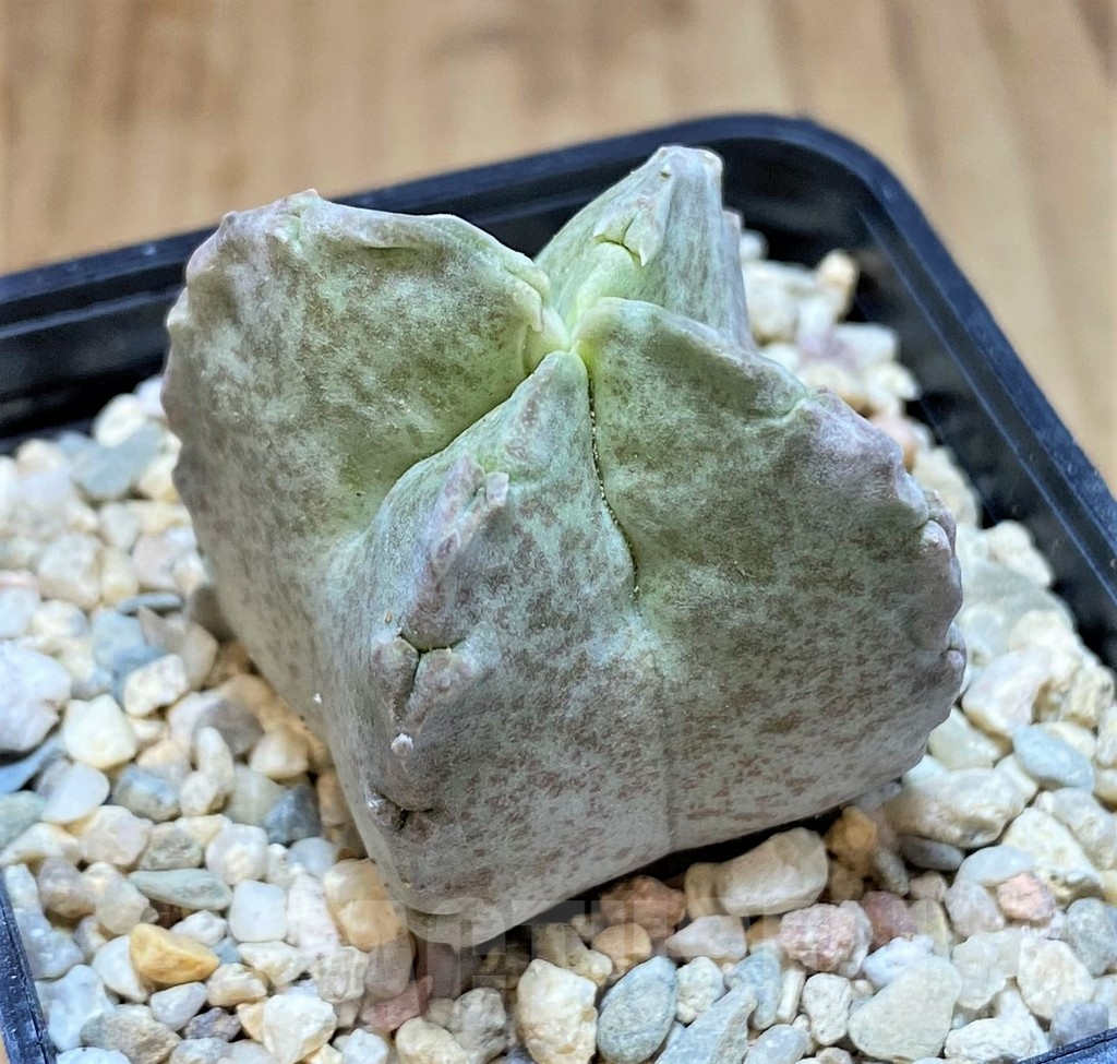 SHPR39249 Whitesloanea crassa - Image 2