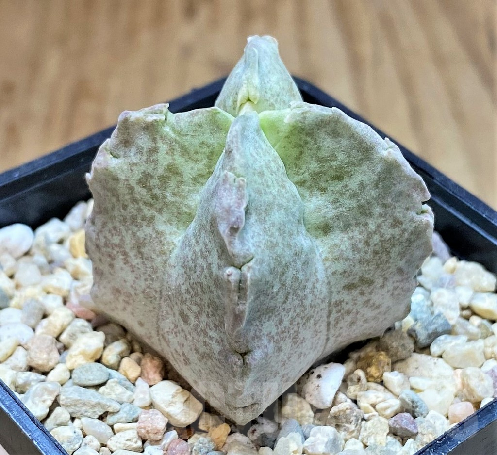 SHPR39249 Whitesloanea crassa