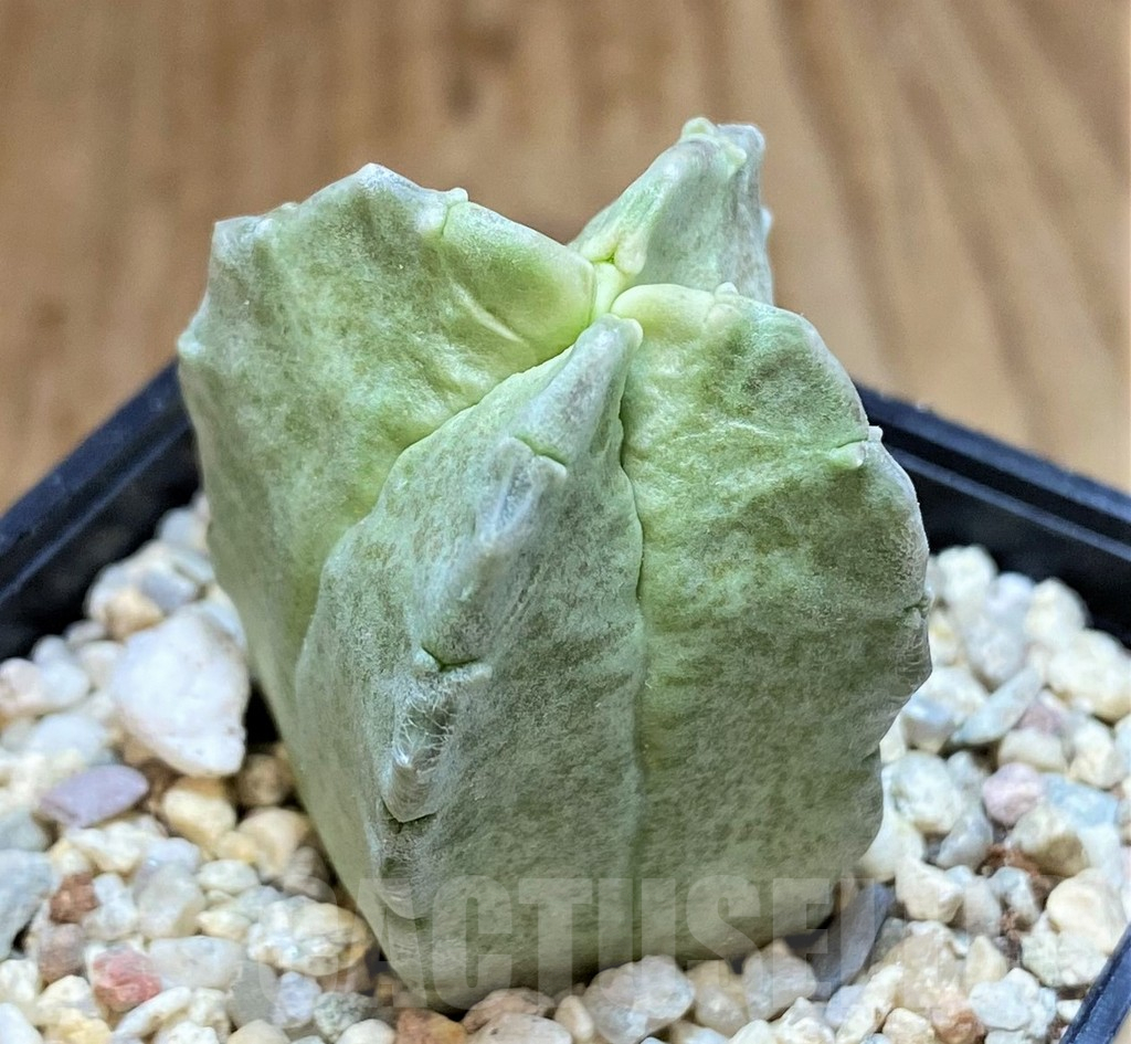 SHPR39250 Whitesloanea crassa