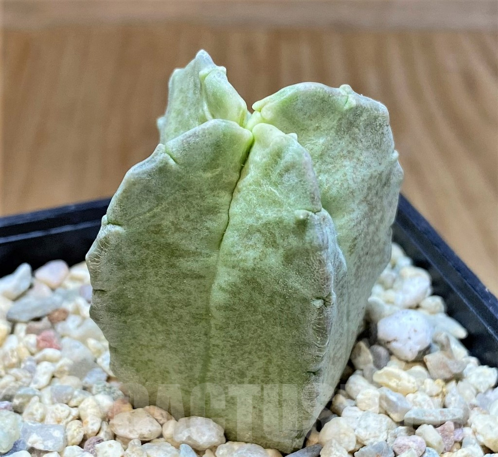 SHPR39250 Whitesloanea crassa - Image 2