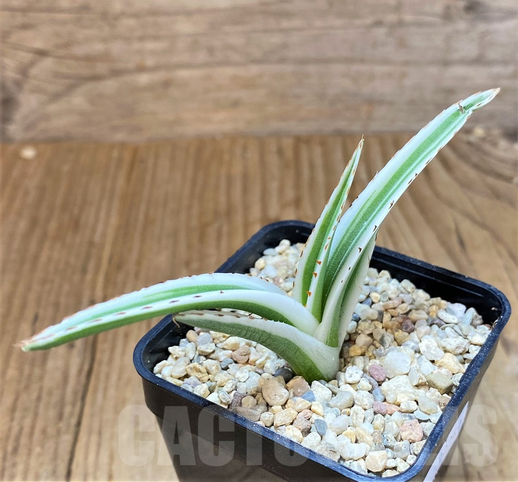 SHPR39251 Agave victoriae-reginae ‘White Rhino’ - immagine 2