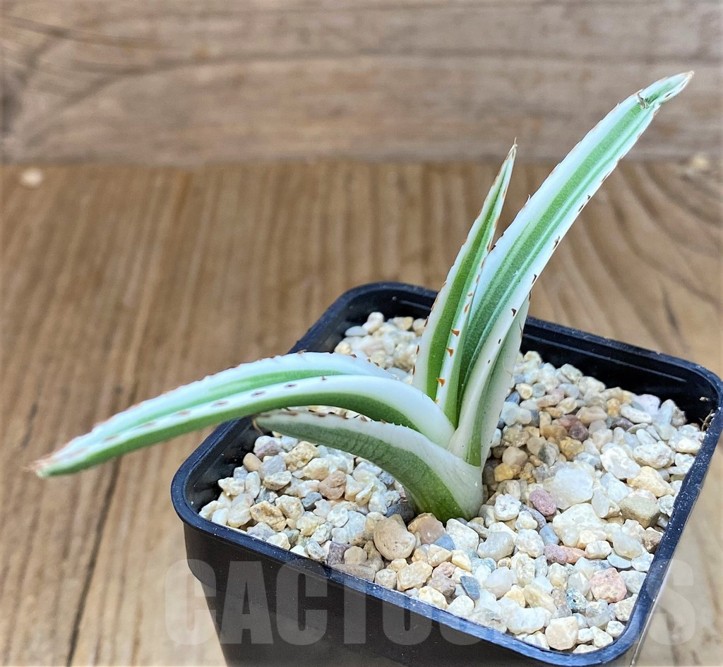 SHPR39251 Agave victoriae-reginae ‘White Rhino’