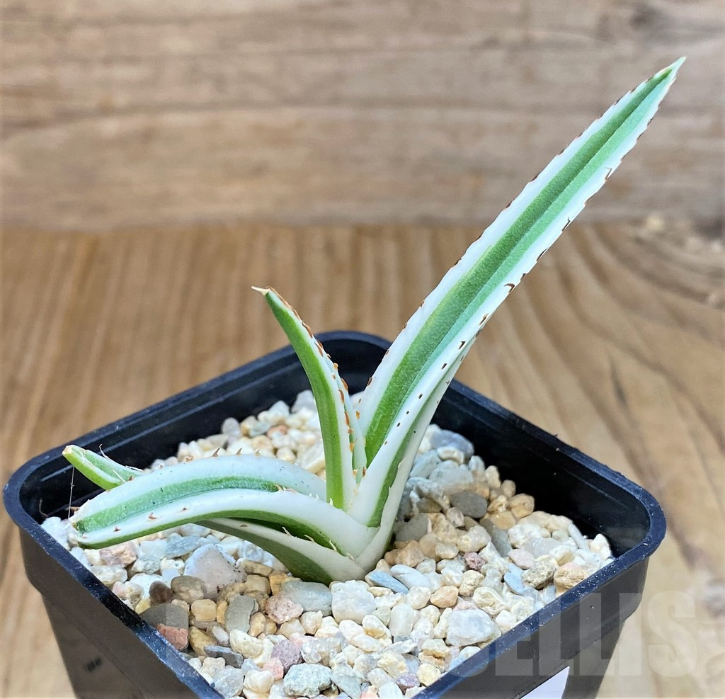 SHPR39252 Agave victoriae-reginae ‘White Rhino’