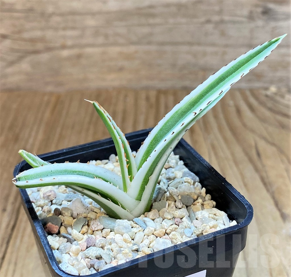 SHPR39252 Agave victoriae-reginae ‘White Rhino’ - Image 2