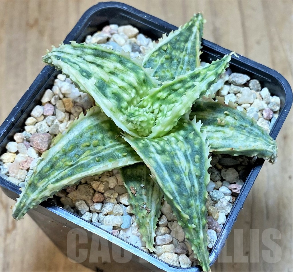SHPR39253 Aloe hybrid f. variegata - Image 2