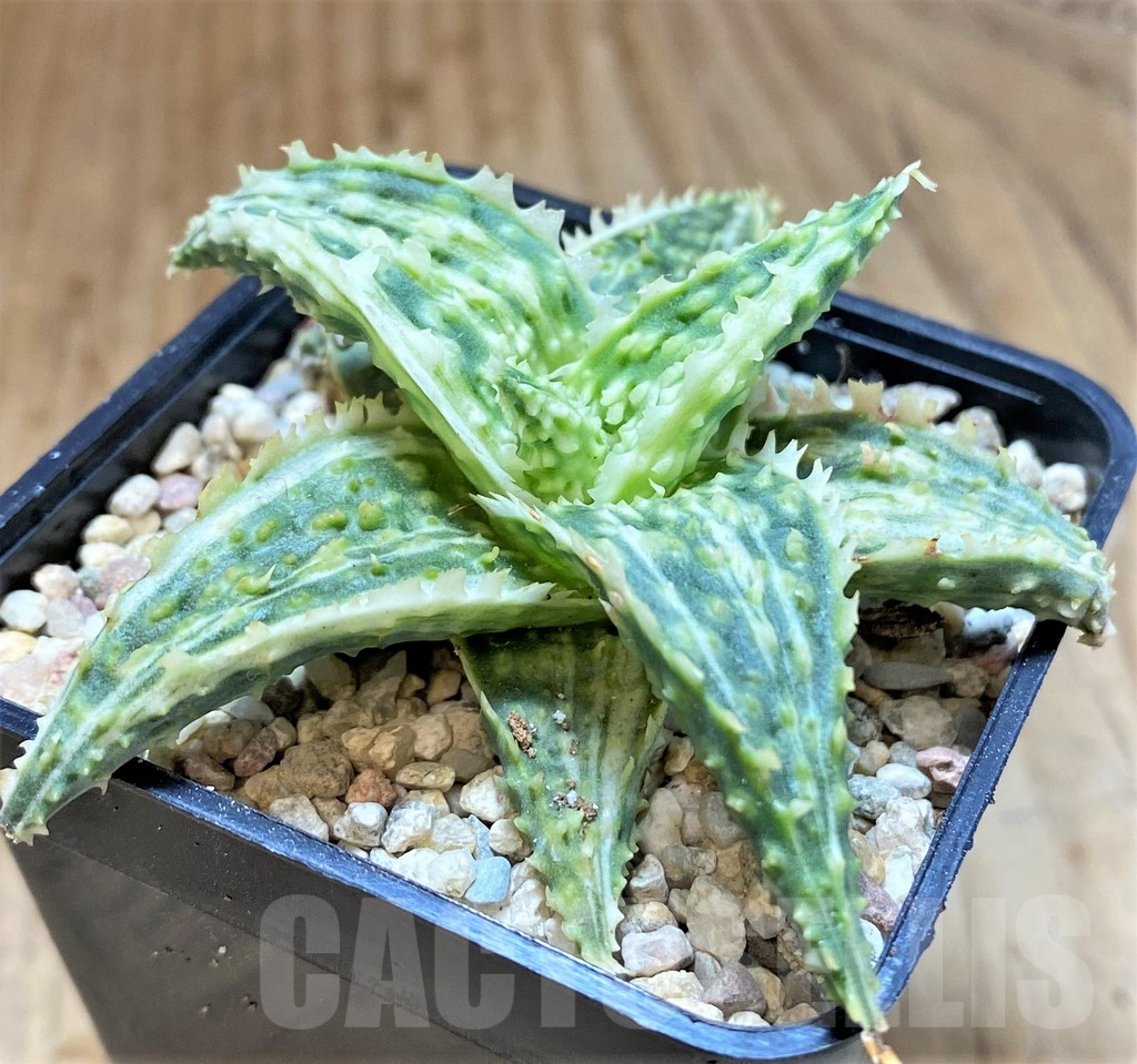 SHPR39253 Aloe hybrid f. variegata