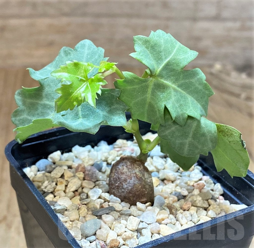 SHPR39254 Cissus trifoliata - Image 2