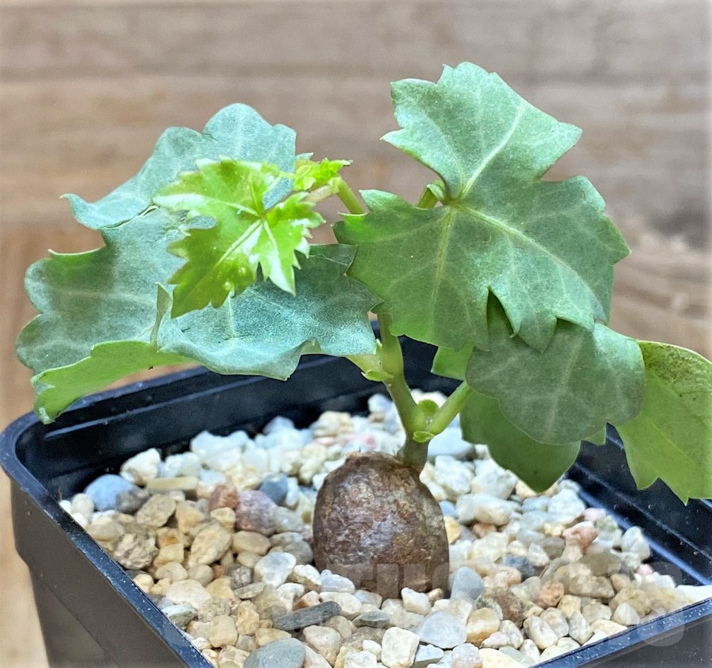 SHPR39254 Cissus trifoliata