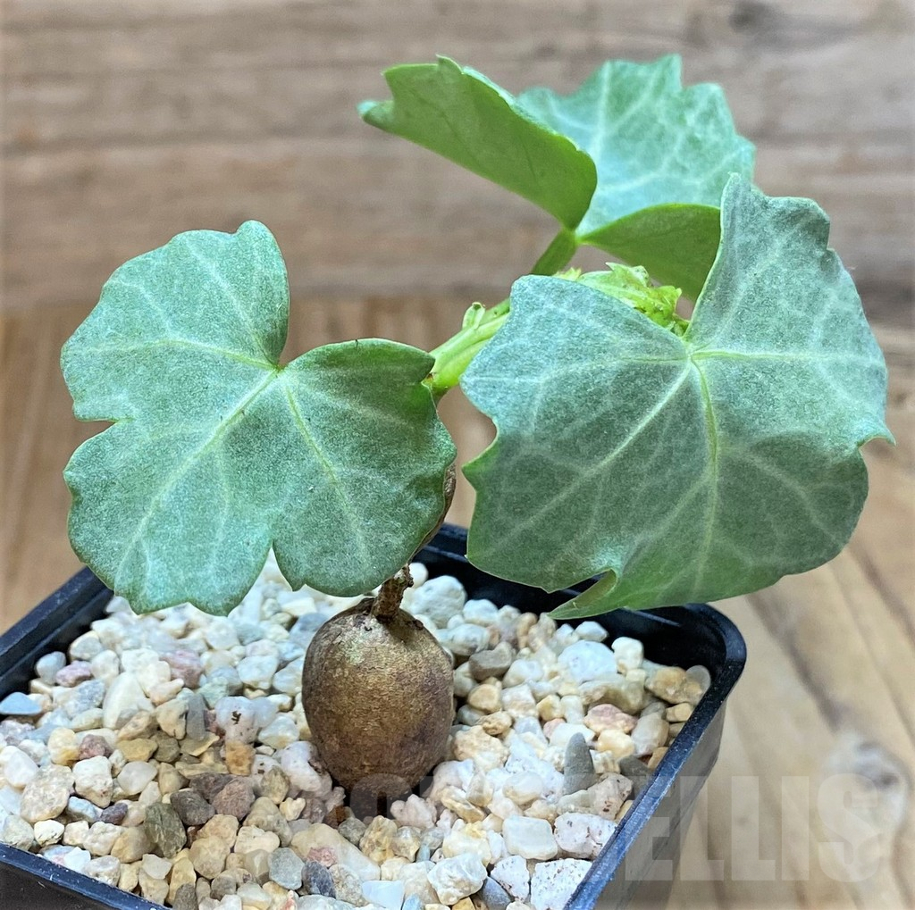 SHPR39255 Cissus trifoliata