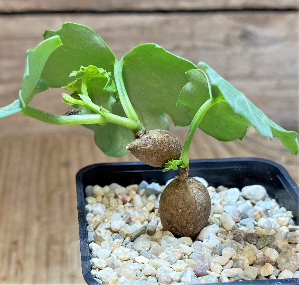 SHPR39255 Cissus trifoliata - Image 2