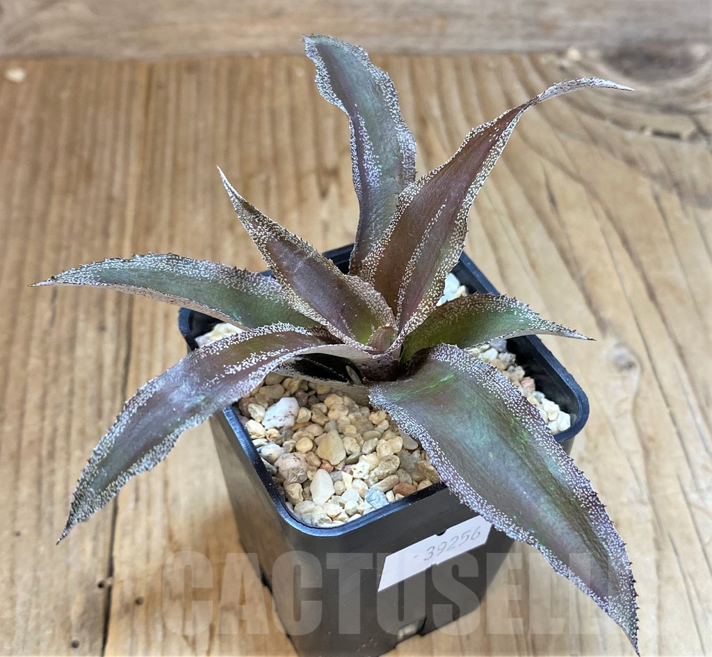 SHPR39256 Cryptanthus lacerdae 'Menescal'