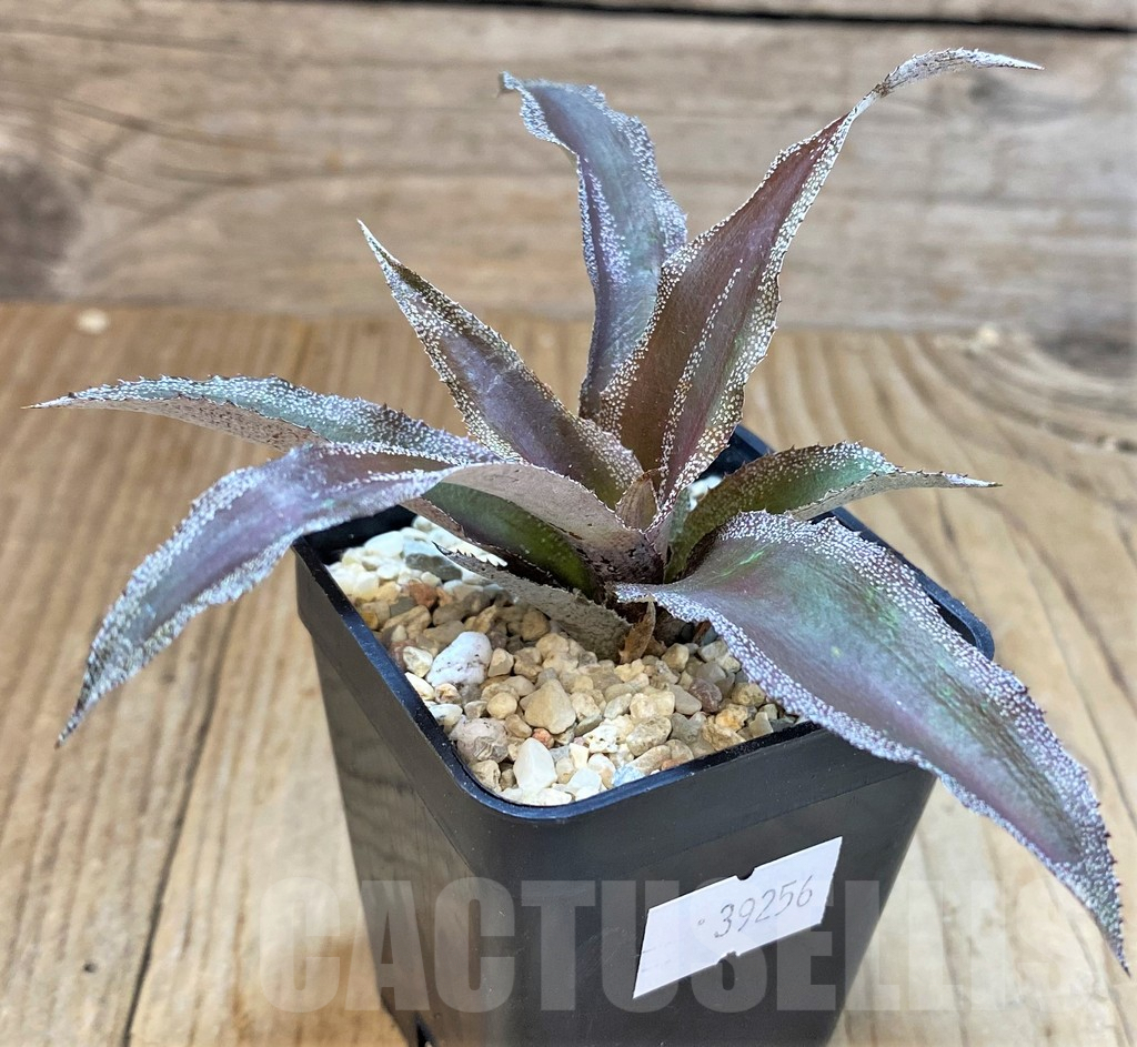 SHPR39256 Cryptanthus lacerdae 'Menescal' - Image 2