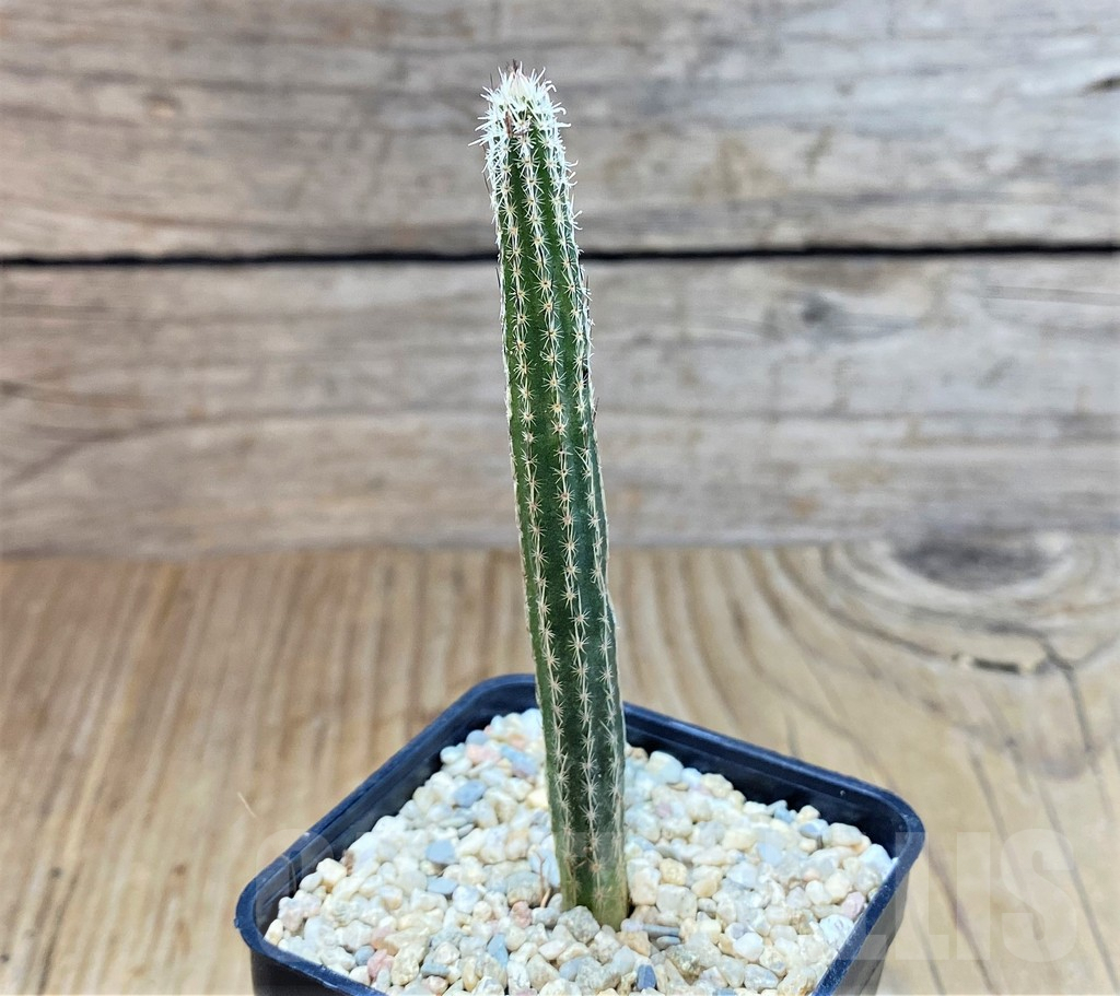 SHPR39206 Wilcoxia poselgeri - Image 2