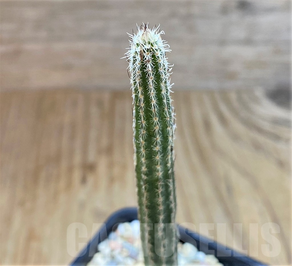 SHPR39206 Wilcoxia poselgeri