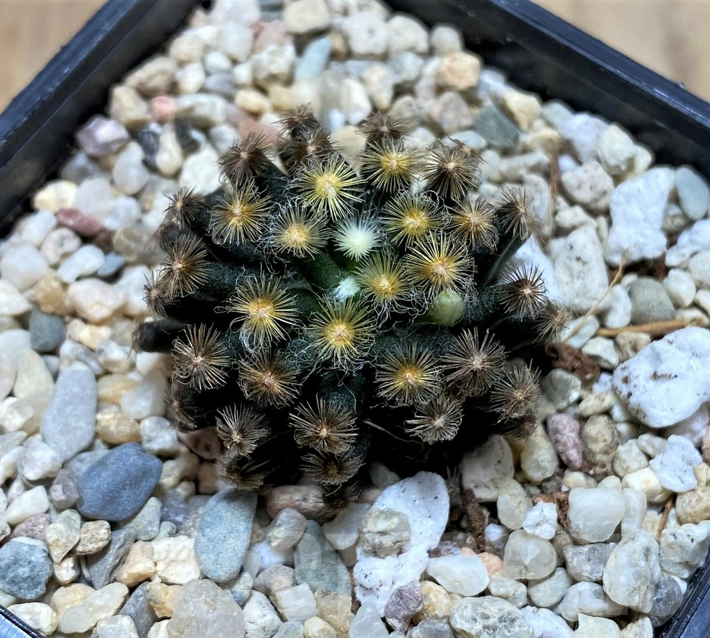 SHPR39201 Mammillaria schiedeana ‘Kuro Hada’, seedling