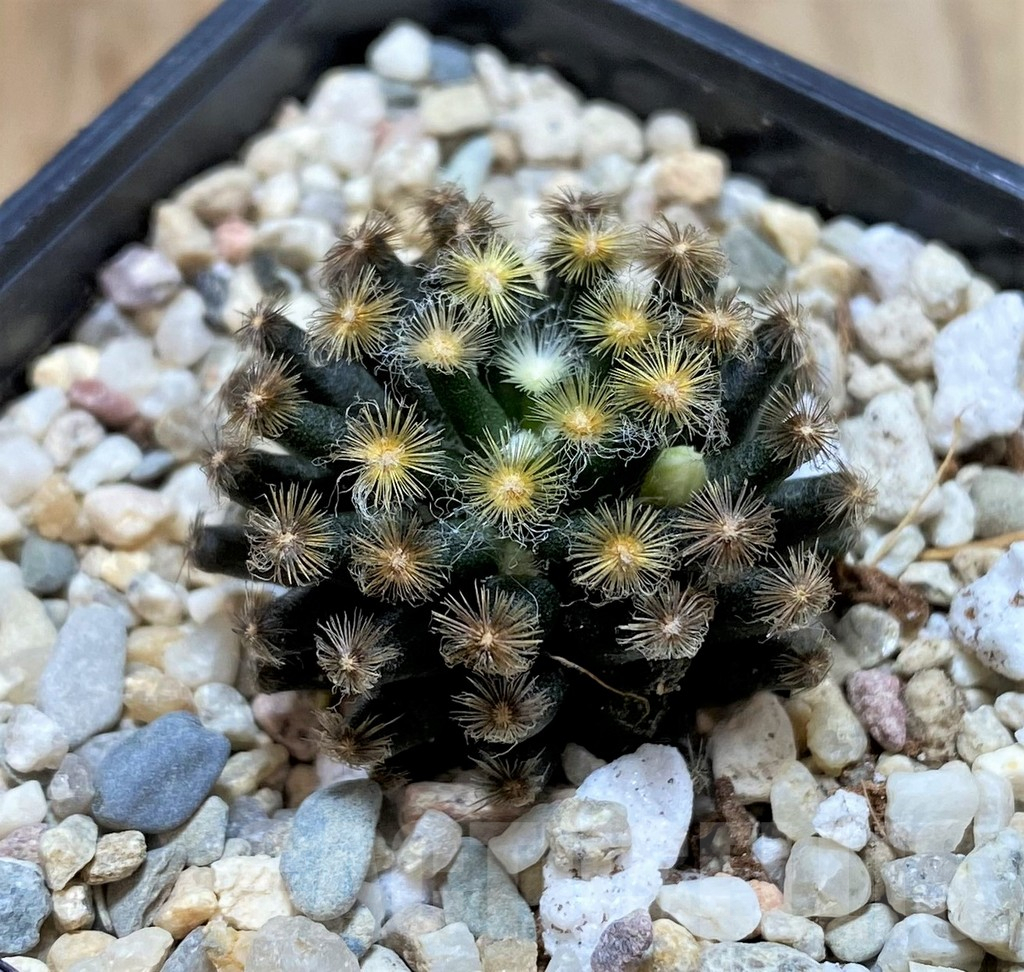 SHPR39201 Mammillaria schiedeana ‘Kuro Hada’, seedling - Image 2