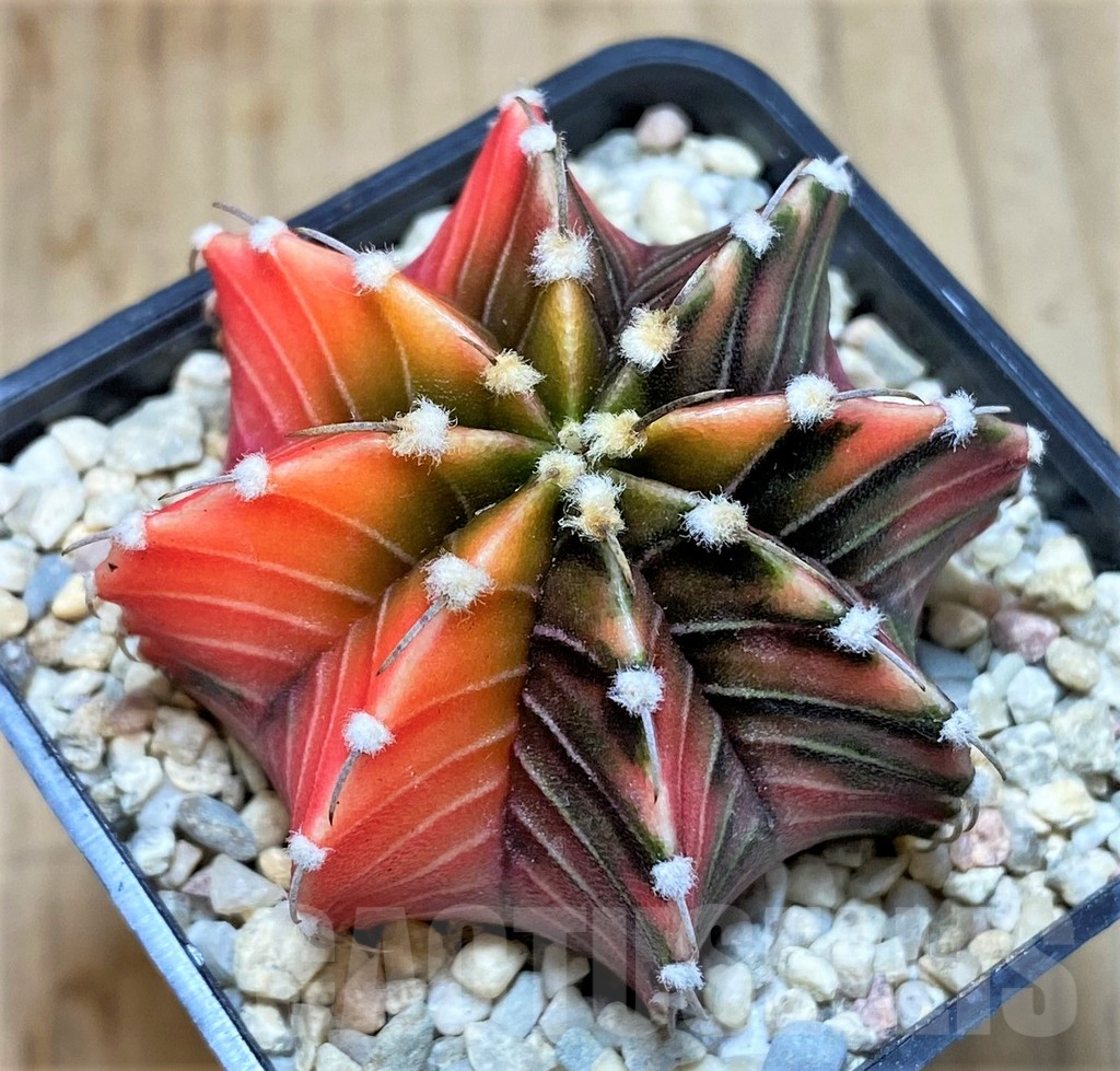 SHPR39211 Gymnocalycium friedrichii LB f. variegata, seedling - Image 2
