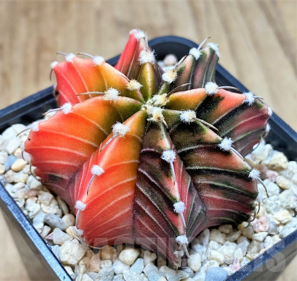 SHPR39211 Gymnocalycium friedrichii LB f. variegata, seedling
