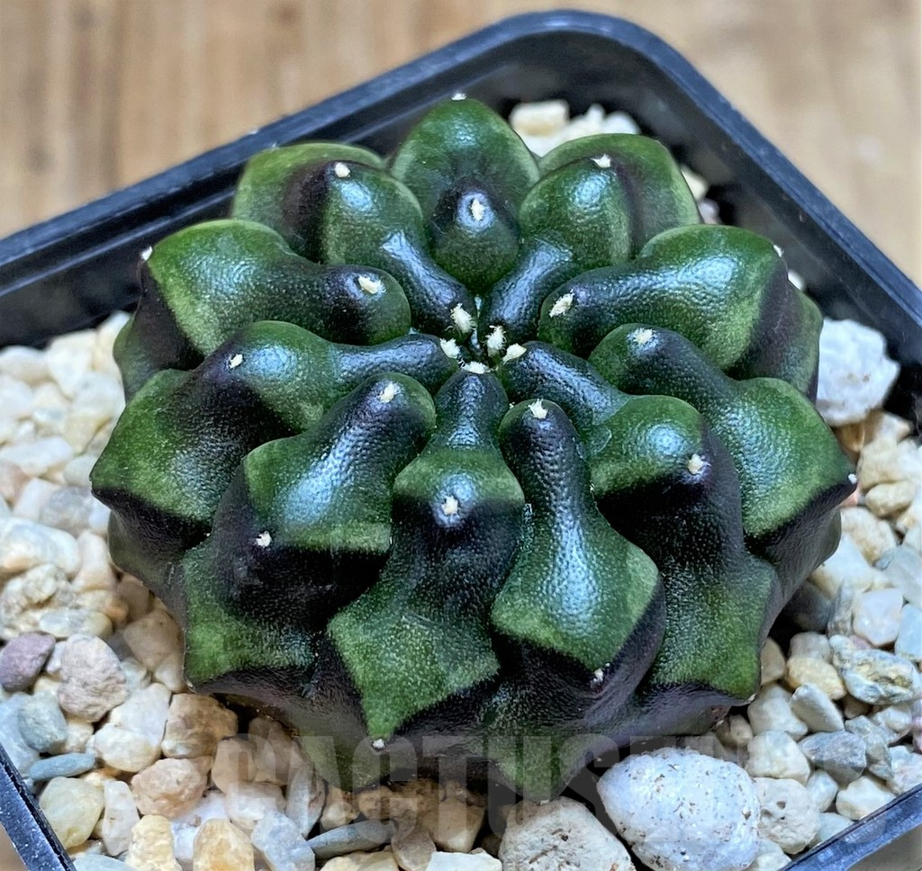 SHPR39213 Gymnocalycium mihanovichii 'inermis', 'Black body' - Зображення 2