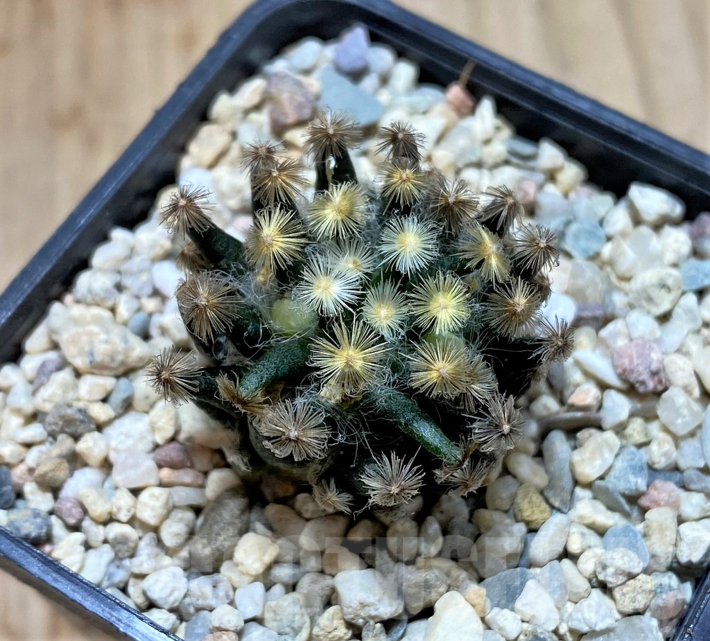 SHPR39202 Mammillaria schiedeana ‘Kuro Hada’, seedling - Image 2