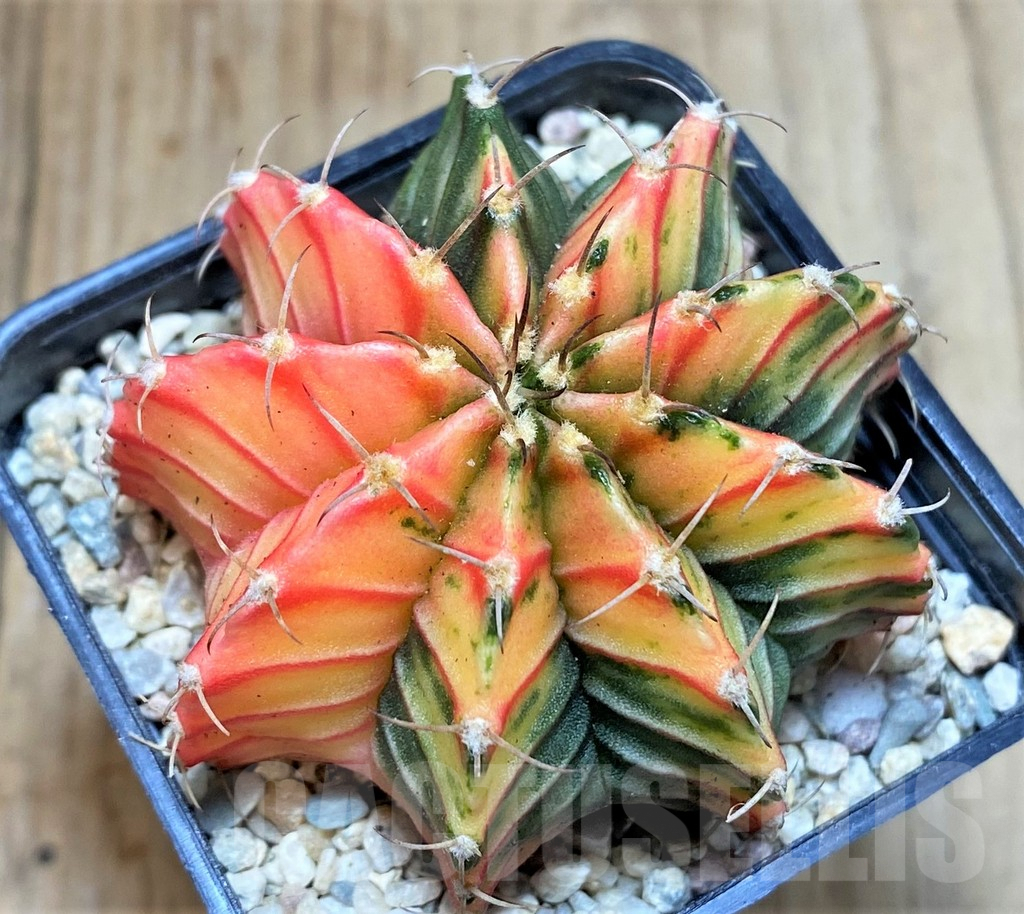 SHPR39217 Gymnocalycium friedrichii f. variegata, seedling