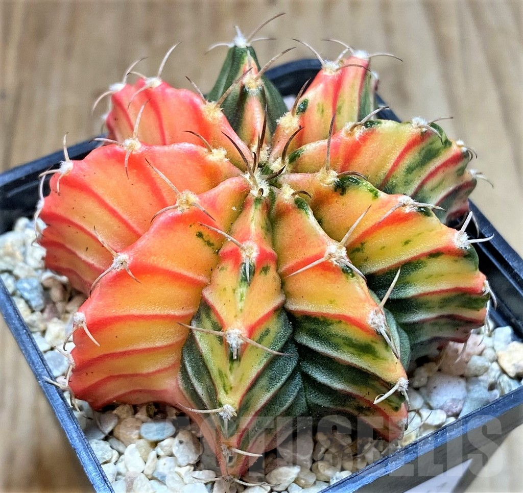 SHPR39217 Gymnocalycium friedrichii f. variegata, seedling - Image 2