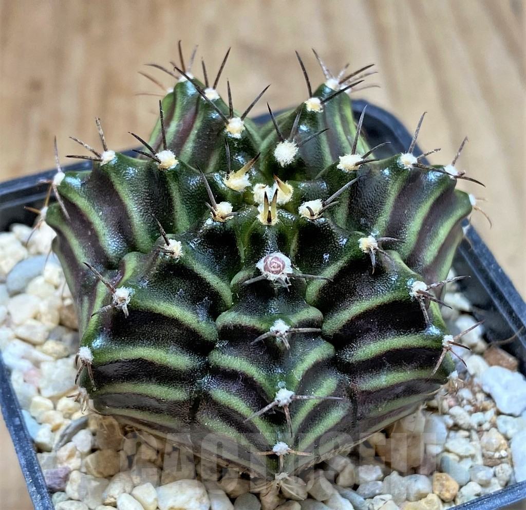SHPR39218 Gymnocalycium mihanovichii ‘Black Widow’ x ‘Day Dream’, seedling