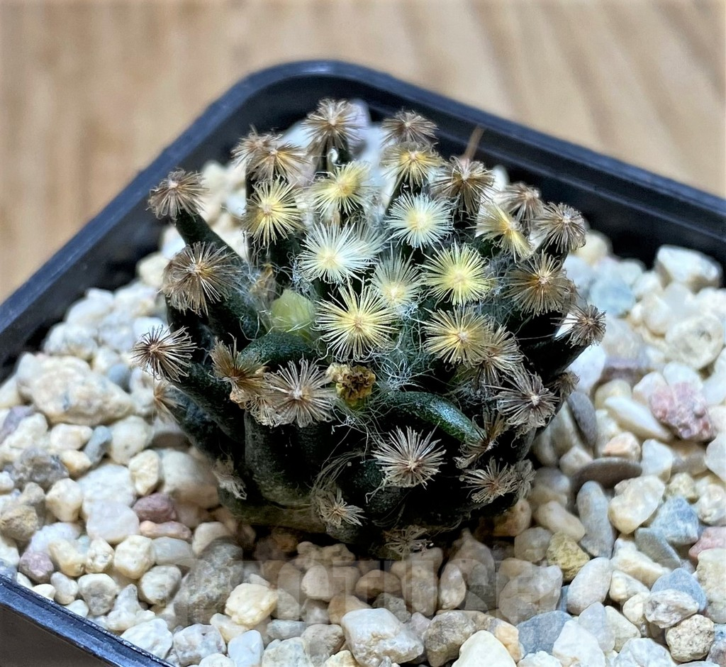 SHPR39202 Mammillaria schiedeana ‘Kuro Hada’, seedling