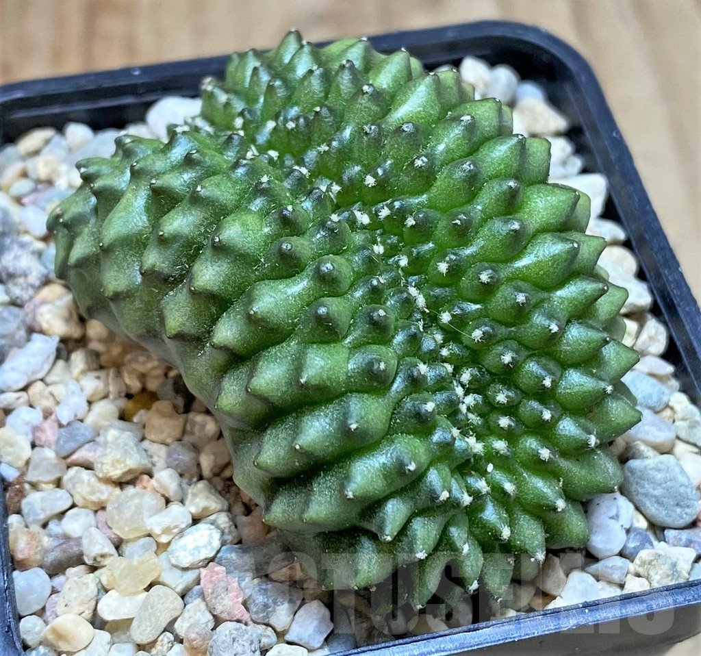 SHPR39223 Gymnocalycium mihanovichii ‘inermis’ f. cristata