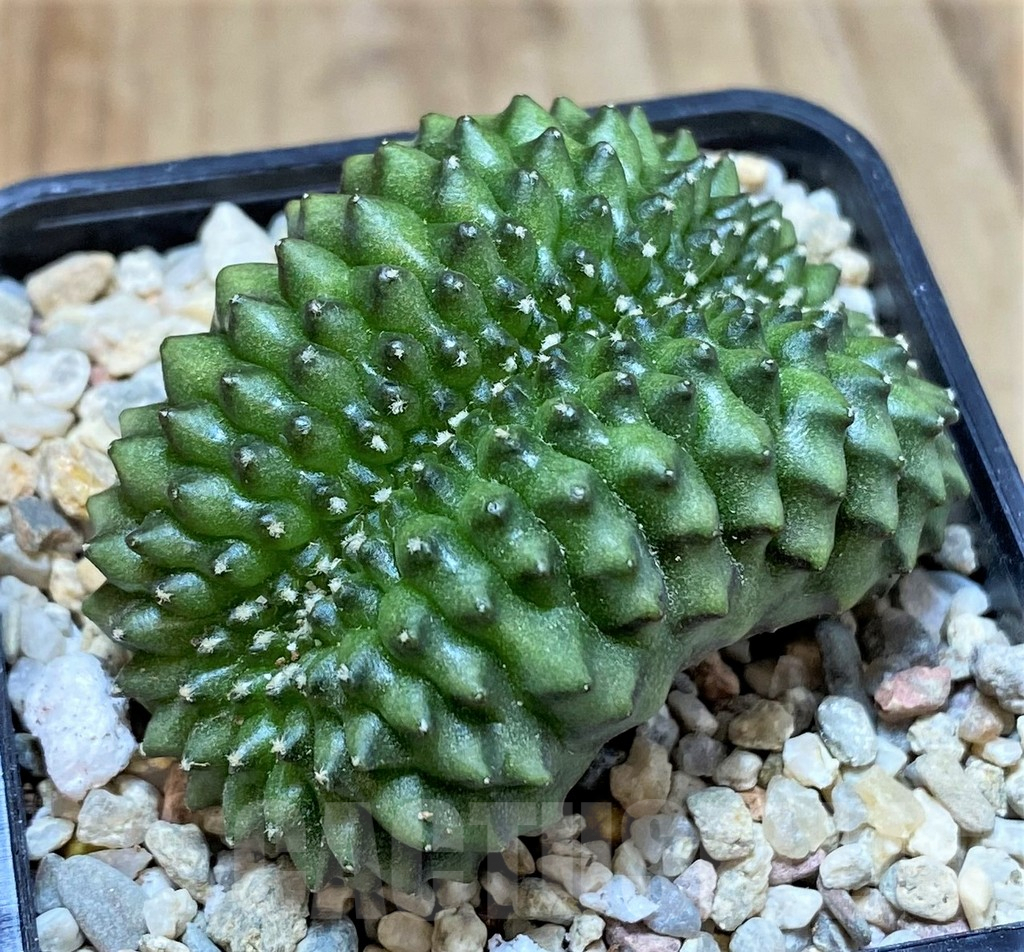 SHPR39223 Gymnocalycium mihanovichii ‘inermis’ f. cristata - Image 2