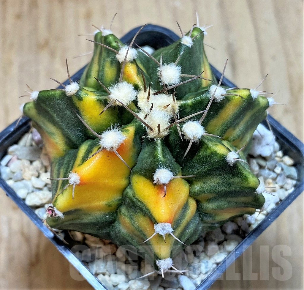 SHPR39224 Gymnocalycium mihanovichii f. variegata, seedling - Image 2