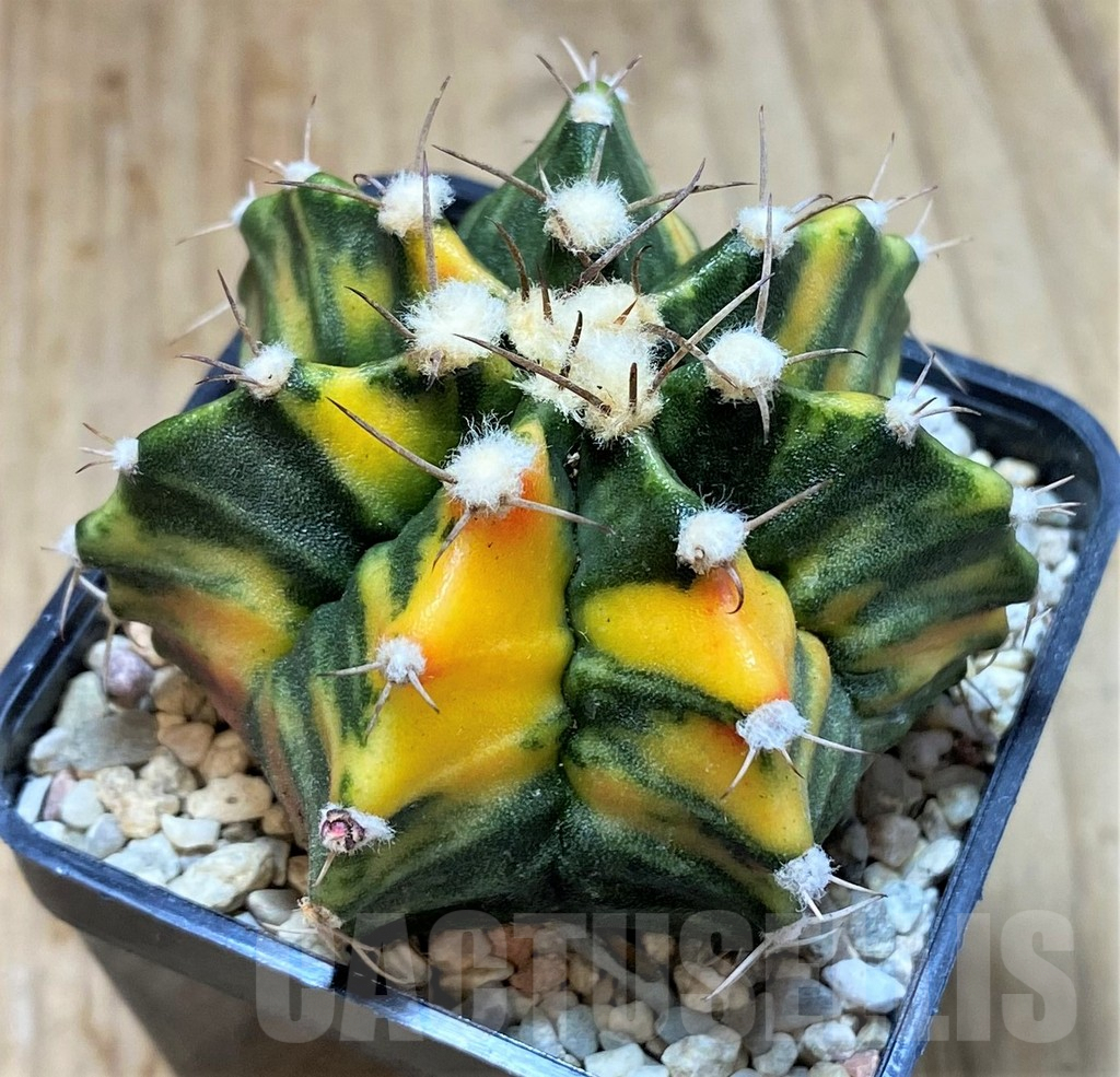 SHPR39224 Gymnocalycium mihanovichii f. variegata, seedling