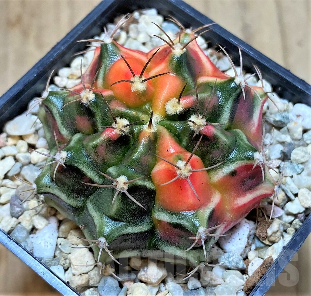 SHPR39225 Gymnocalycium mihanovichii f. variegata, seedling