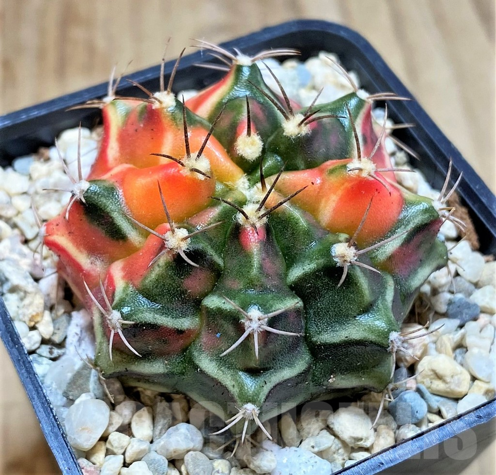 SHPR39225 Gymnocalycium mihanovichii f. variegata, seedling - Image 2