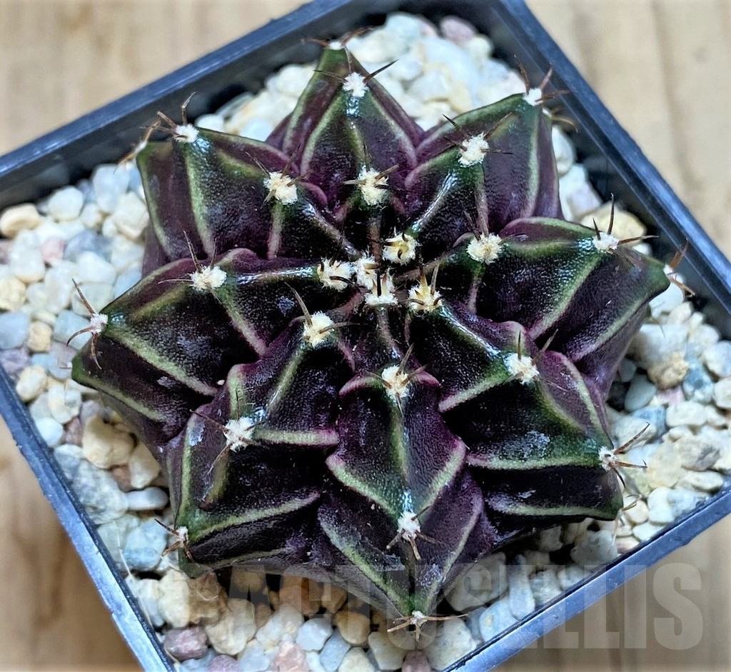 SHPR39226 Gymnocalycium mihanovichii ‘Black Widow’ x ‘Day Dream’, seedling
