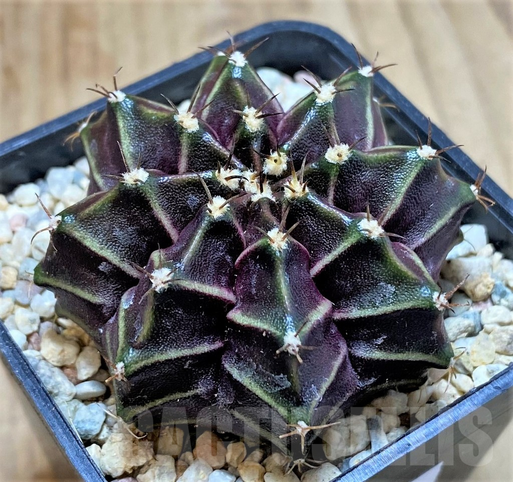SHPR39226 Gymnocalycium mihanovichii ‘Black Widow’ x ‘Day Dream’, seedling - Image 2