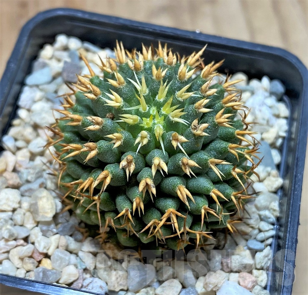 SHPR39203 Mammillaria camptotricha ‘Bru’