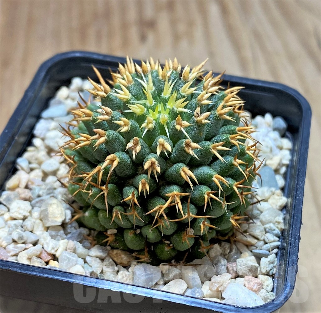 SHPR39203 Mammillaria camptotricha ‘Bru’ - 画像 (2)